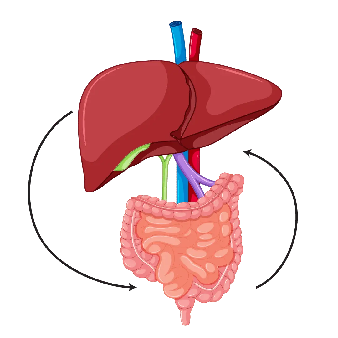 finessa gut liver axis